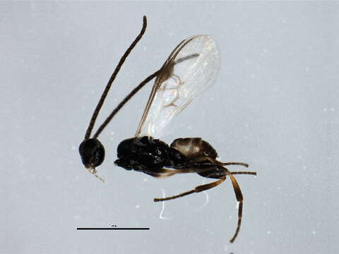 Image of Parasitoid wasp