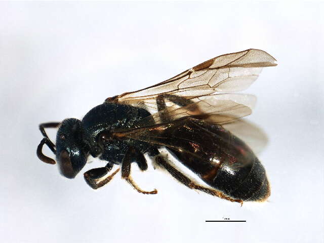 Image of <i>Lasioglossum planatum</i>