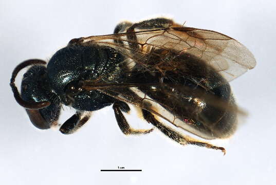 Image of Lasioglossum subviridatum (Cockerell 1938)