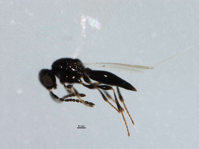 Platygaster sagana Walker 1836的圖片