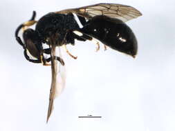 Hylaeus modestus Say 1837 resmi