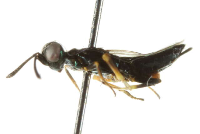 Image of <i>Brasema allynii</i>