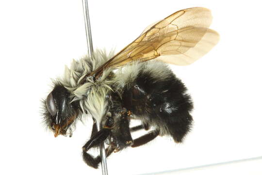 Image of Two-spotted Bumblebee