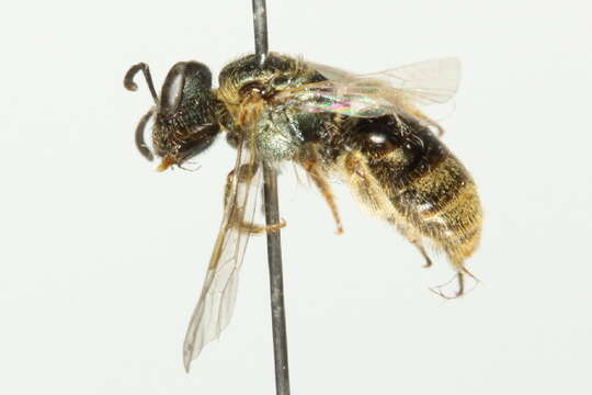 Lasioglossum lineatulum (Crawford 1906)的圖片