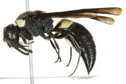 Image of Four-toothed Mason Wasp