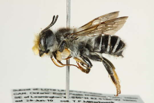 Image of Pugnacious Leaf-cutter Bee