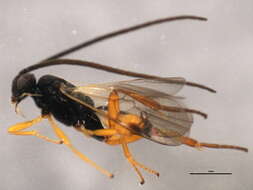 Image of Microgaster