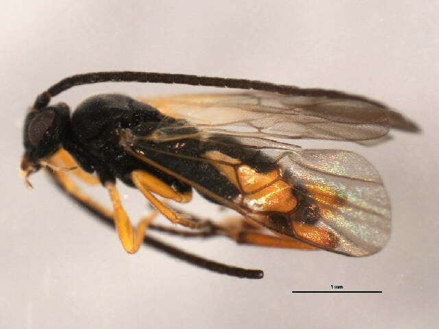 Image of Microgaster