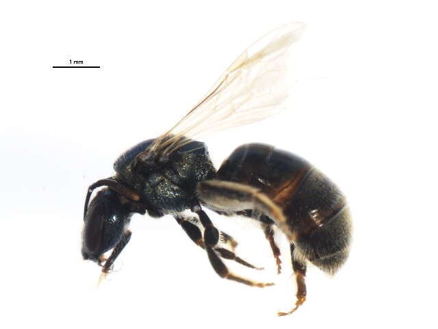 Lasioglossum lineatulum (Crawford 1906) resmi