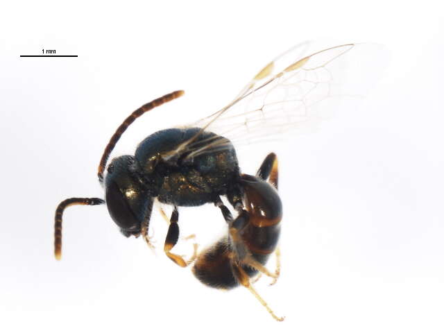 صورة Lasioglossum pictum (Crawford 1902)