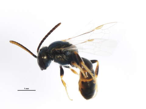 صورة Lasioglossum pictum (Crawford 1902)