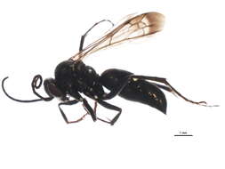 صورة <i>Episyron quinquenotatus</i>