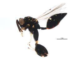 Image of Conura albifrons (Walsh 1861)