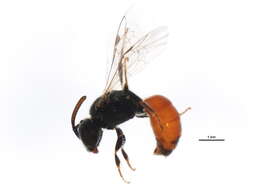 Imagem de Sphecodes coronus Mitchell 1956