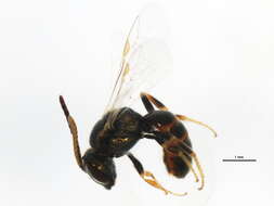 صورة Lasioglossum pictum (Crawford 1902)