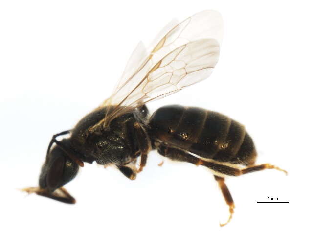 Image of Halictus confusus Smith 1853