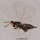Image of Quadrastichus vacuna (Walker 1839)