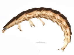 Image of Pleotomodes