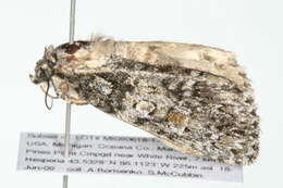 Image of Acronicta