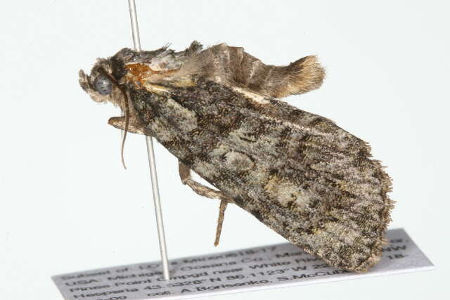 Image of Acronicta