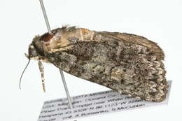 Image of Acronicta