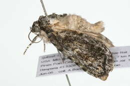 Image of Acronicta