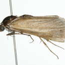 Image of Tarache augustipennis