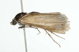 Image of Tarache augustipennis