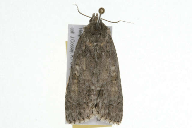 Image of Medium Dagger Moth