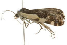 Image of Tarache augustipennis