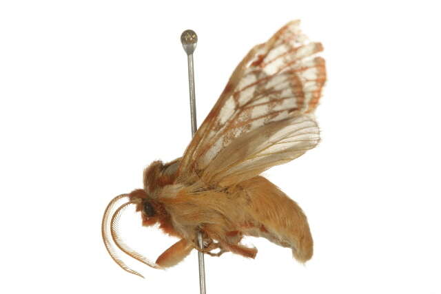 Image de Lophocampa roseata Walker 1866