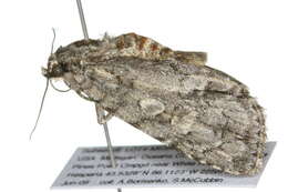 Image of Medium Dagger Moth