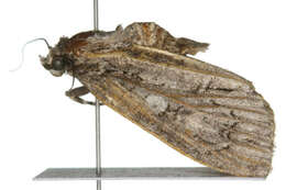 Image of Medium Dagger Moth