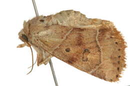 Image of <i>Cosmia calami</i>