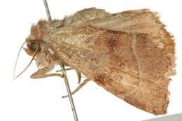 Image of <i>Cosmia calami</i>