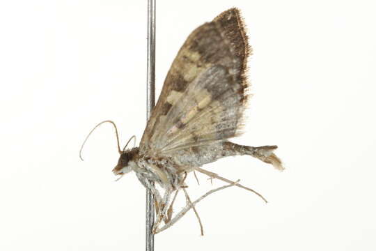 Image of <i>Diacme adipaloides</i>