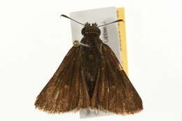 Image of Dun Sedge Skipper