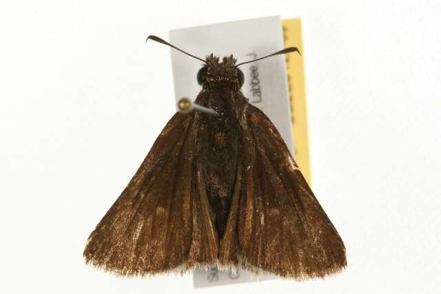 Image of Dun Sedge Skipper