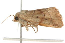 Image of <i>Cosmia calami</i>