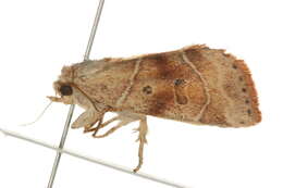 Image of <i>Cosmia calami</i>