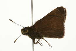 Image of Dun Sedge Skipper