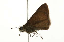 Image of Dun Sedge Skipper