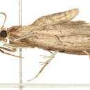 Image of Fissicrambus mutabilis