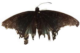 <i>Limenitis arthemis arizonensis</i>的圖片