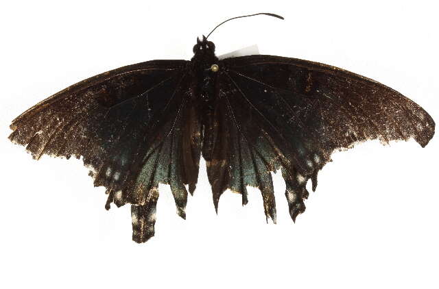 <i>Limenitis arthemis arizonensis</i>的圖片