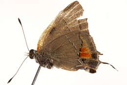 Image of <i>Satyrium favonius</i>