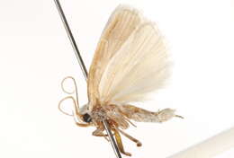 صورة <i>Antaeotricha albulella</i>