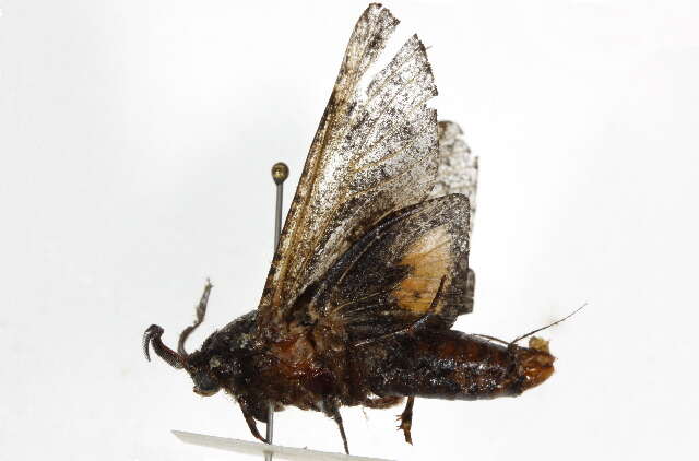 Image of Carpenterworm Moth