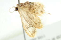 Image of Idaea occidentaria Packard 1874