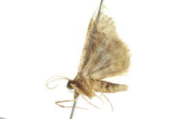 Image of Idaea occidentaria Packard 1874